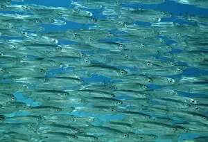 Images Dated 10th October 2003: Herring shoal