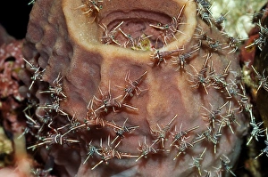 Rinca Island Wildlife Prints: Hingebeak shrimp on a sponge
