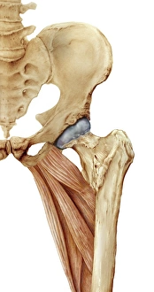 Hip bones and thigh muscles, artwork C016/7016 Hip bones and thigh muscles, artwork C016/7016