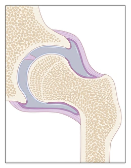 Hip Joint Anatomy Prints: Hip joint, artwork