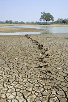 Images Dated 14th May 2013: Hippo Footprint Print