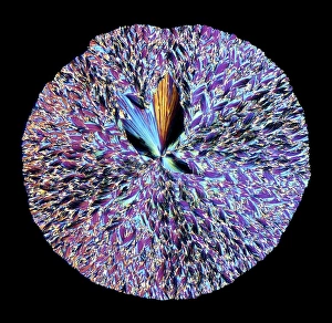 Polarised Light Micrograph Prints: Hippuric acid crystals, light micrograph