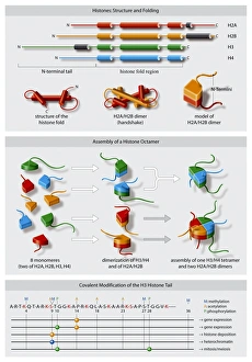 Deoxyribonucleic Acid (DNA) Prints: Histone structures, diagram