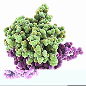 HIV enzyme protein, molecular model C014/0876 HIV enzyme protein, molecular model C014/0876