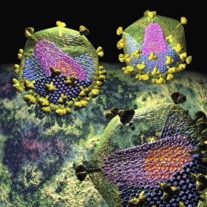 Human Immunodeficiency Virus Prints: HIV particles, artwork C016 / 8652