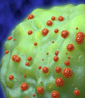 Human Immunodeficiency Virus Prints: HIV particles exiting a cell
