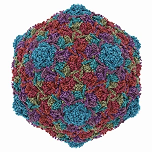 HK97 bacteriophage capsid HK97 bacteriophage capsid