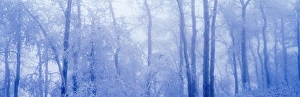 Hoar frost in woodland Hoar frost in woodland