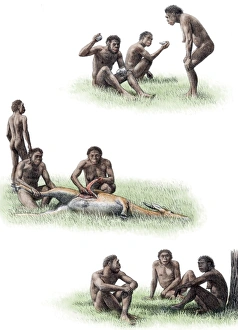 Homo ergaster behaviour Print