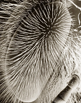 Honey bee eye Honey bee eye