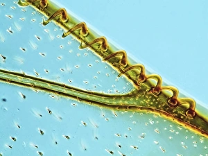 Light Microscopy Images Prints: Honey bee wing hamuli, light micrograph
