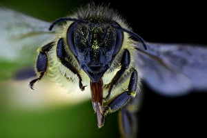 Images Dated 28th March 2013: Honeybee Print (x17 magnification, 10cm wide)