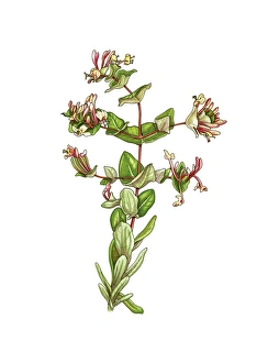 Ornamental Flowers Prints: Honeysuckle (Lonicera implexa), artwork C016 / 3376