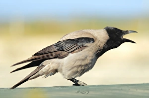 Hooded Crow Calling Print