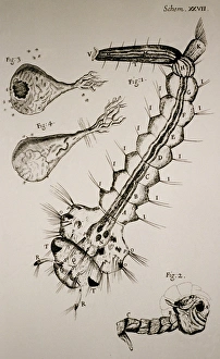 Hookes drawing of a water insect or gnat Hookes drawing of a water insect or gnat