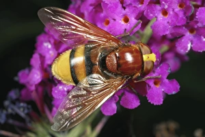 Hornet Mimic Hoverfly Prints: Hornet mimic hoverfly