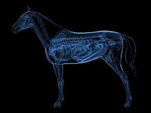 Prints of Horse digestive system, computer artwork Images Dated 2013 January: Horse Digestive System Print