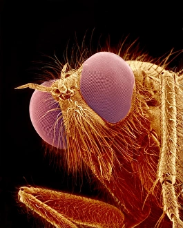 Compound Eye Insect Prints: Horse fly, SEM