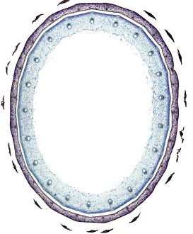 Light Micrograph Prints: Horse-tail stem, light micrograph