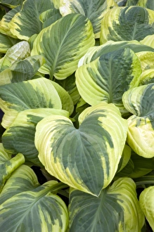 Hosta Leaves Prints: Hosta Carnival