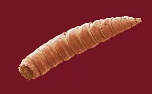 House fly maggot, SEM Our beautiful pictures are available as