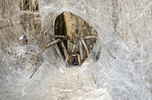 Tegenaria Domestica Prints: House spider