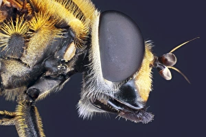 Compound Eye Structure Prints: Housefly head