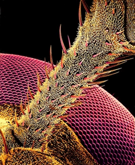 Compound Eye Anatomy Prints: Hover fly antenna, SEM