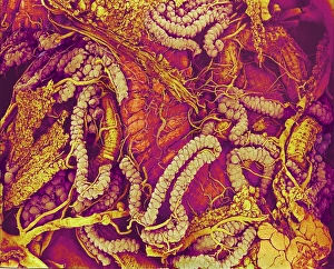 Hover Fly Gut Print, Coloured SEM Image