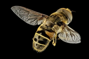 USGS Bee Lab Photos Prints: Hoverfly C018 / 4692