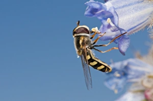 Hoverfly On Flower Prints: Hoverfly feeding C016 / 4739