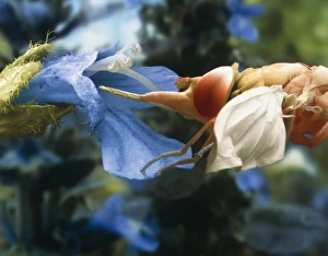 Hoverfly feeding, SEM Hoverfly feeding, SEM