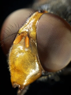 Compound Eyes Insect Prints: Hoverfly head