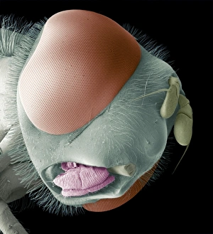 Insect Anatomy SEM Prints: Hoverfly head, SEM