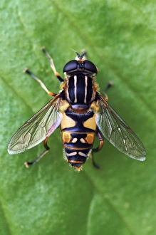 British Wildlife Photoshoots Prints: Hoverfly on a leaf