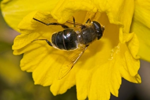 Insect Pollination Process Prints: Hoverfly pollinating a daffodil C016 / 4697