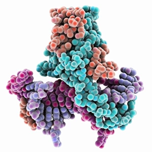 Deoxyribonucleic Acid Model Prints: HU DNA binding protein molecule