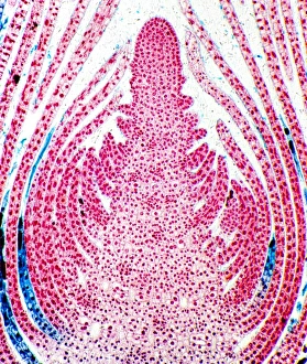Huckleberry shoot Print, longitudinal section