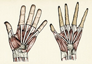 Prints of Human and ape hands. Historical artwork of the hand of a human (left) and a barbary ape (Macaca sylvanus, right). The skin has been removed to reveal the underlying muscles and tendons Images Dated 2004 July: Human and Ape Hand Print