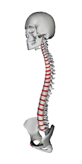 Spinal Column Illustration Prints: Human backbone, artwork