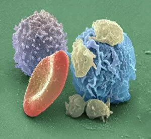 Images Dated 9th August 2002: Human blood cells, SEM