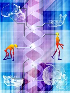 Human Body Prints: Human Evolution Print - Ape and Human Skeletons with DNA Molecule