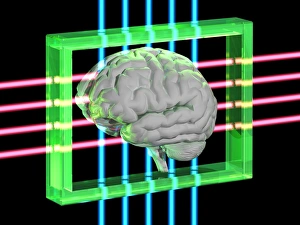 Human Brain Illustration Prints: Human brain