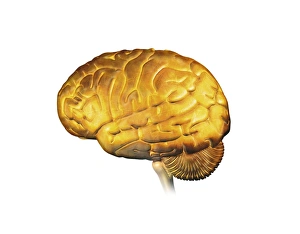 Human Brain Print