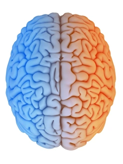 Left and Right Brain Hemisphere Print