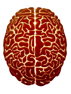 Human Brain Print - Top View Computer Artwork