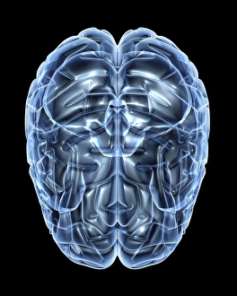 Human Brain Print - Front View