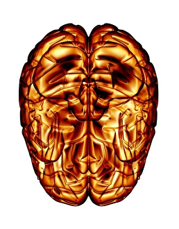Human Brain Print: Computer Artwork of a Sectioned Cerebral Hemisphere
