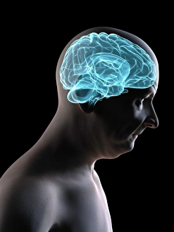 Human Brain Print