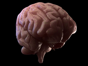 Human Brain Print